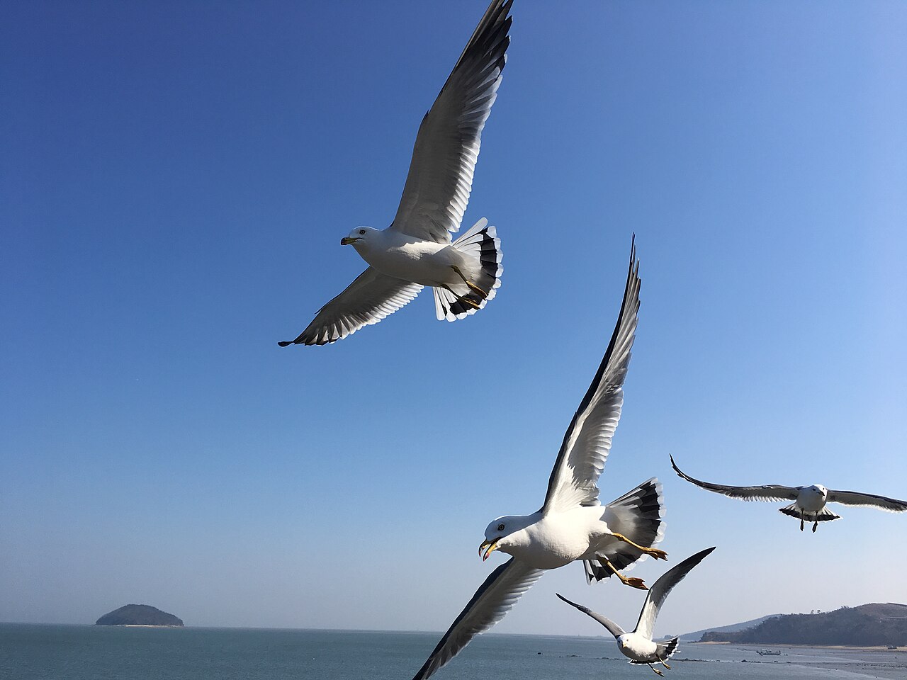 파란 하늘을 나는 인천 앞바다 갈매기
